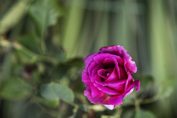 Rose-3