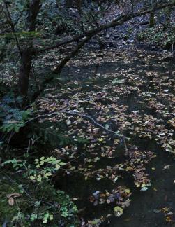 fallen leaves 6