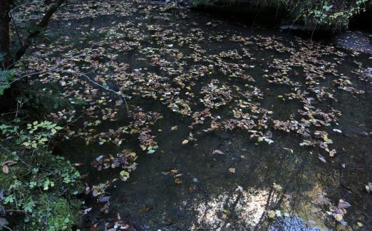 fallen leaves 7