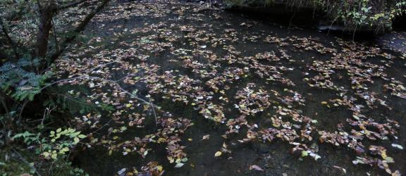 fallen leaves 8