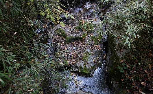 Small stream flow 5