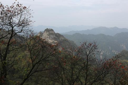 MOUNTAIN TREE 2