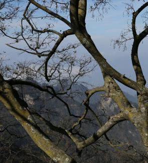 MOUNTAIN TREE 3