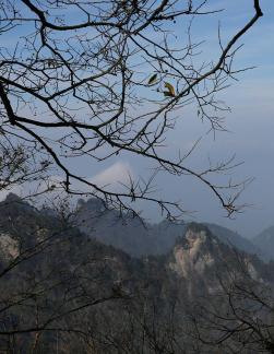 MOUNTAIN TREE 4