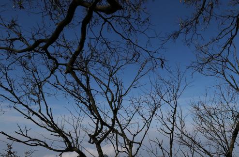 MOUNTAIN TREE 5