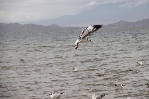 Gull Dance 10