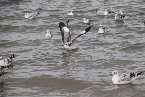 Gull Dance 11