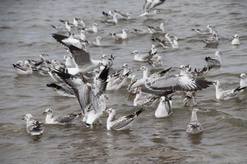 Gull Dance 12