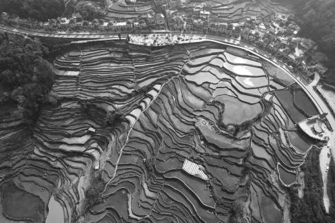 Terraced fields scenery 20