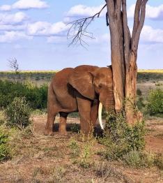 Elefante
