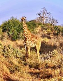 Giraffa
