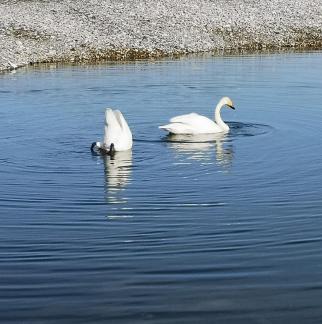 Winter Swan 4