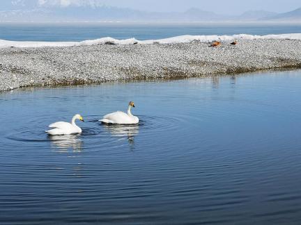 Winter Swan 5