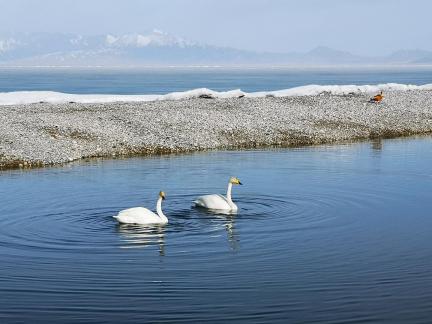 Winter Swan 7