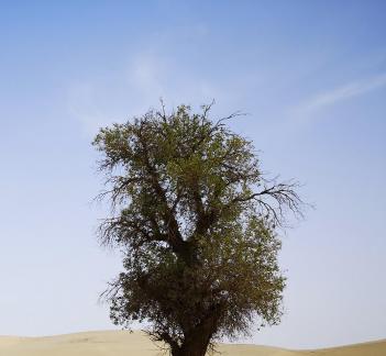 green plants 5