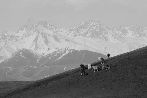 Muyuan Scenery 95