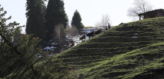 Muyuan Scenery 85