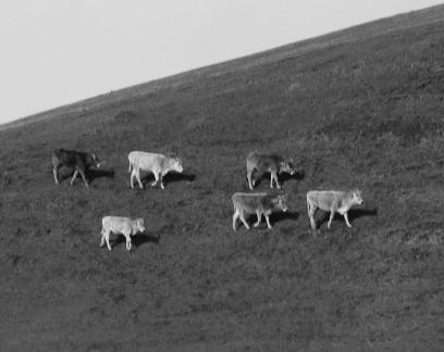 Cattle grazing on hillsides 1