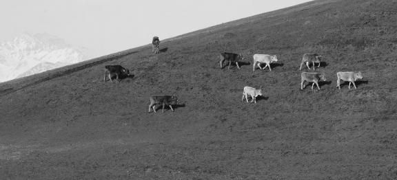 Cattle grazing on hillsides 2