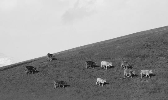 Cattle grazing on hillsides 3