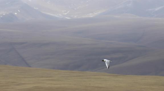 fly far and high 7