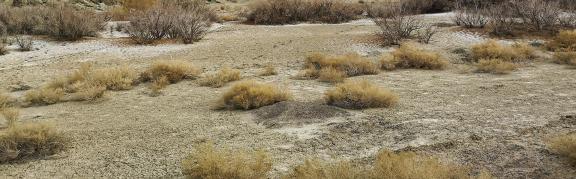Gobi desert 1