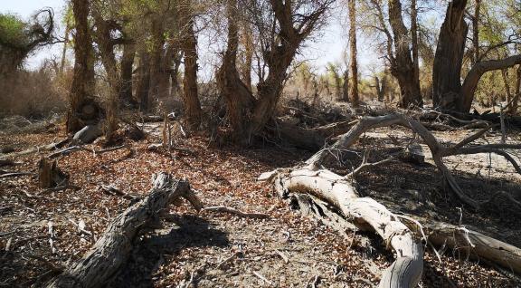 Desert vegetation 5
