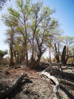 Desert vegetation 6
