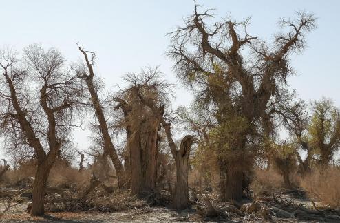 Desert vegetation 8