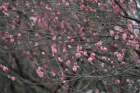 Red Plum Praise 1
