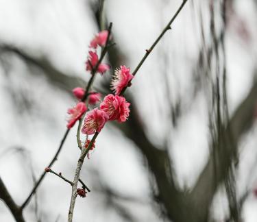 Red Plum Praise 2