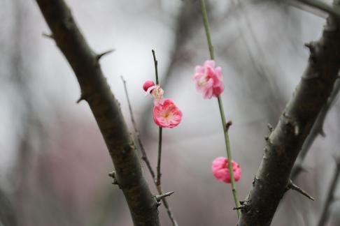 Red Plum Praise 3