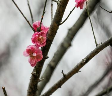 Red Plum Praise 4