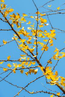sweep the fallen leaves 15