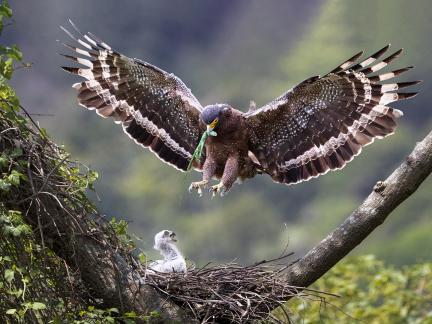 Spilornis cheela101