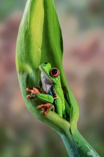 Frog 03