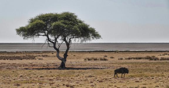 Acacia e gnu