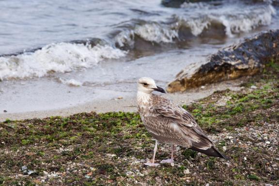 By the seashore