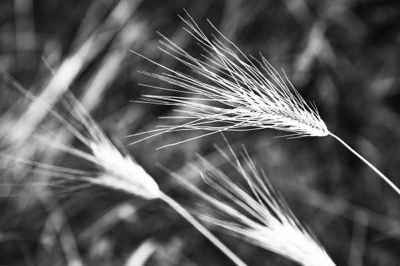 Ears of Grain