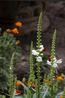 Forest bellflower