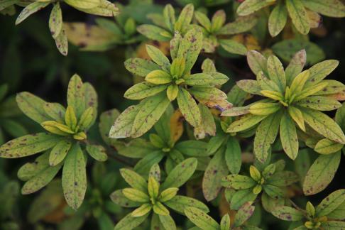 Green leaves with spots 1