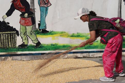 Drying corn 1