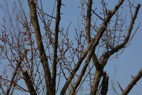 Tree bone 11