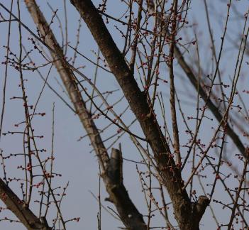 Tree bone 12