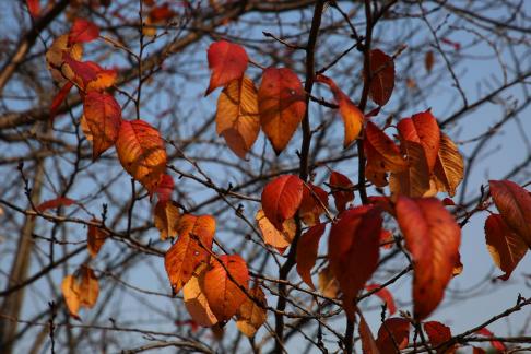 Autumn withered branches 1