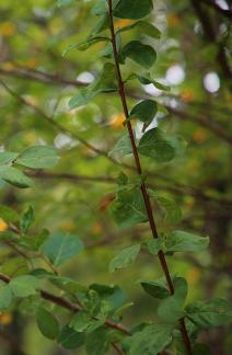 A clear and verdant tree 1
