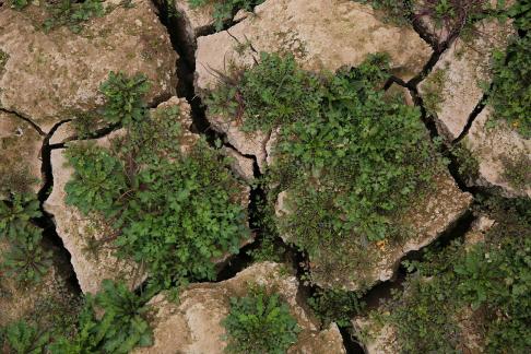 Cracked Earth 25