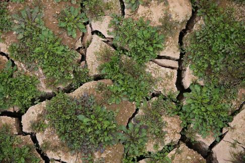 Cracked Earth 26