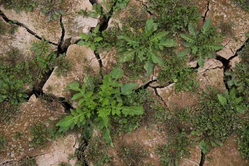 Cracked Earth 27
