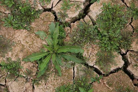 Cracked Earth 28